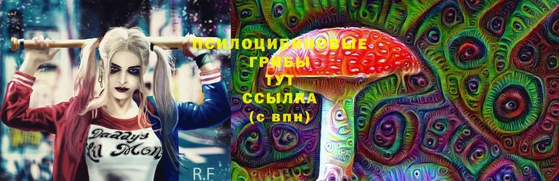 Галлюциногенные грибы Psilocybine cubensis  Кириши 